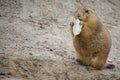 Prairie dog