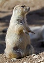 Prairie dog 3 Royalty Free Stock Photo