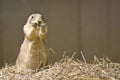 Prairie Dog Royalty Free Stock Photo