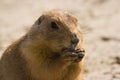 Prairie dog Royalty Free Stock Photo