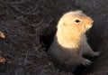 Prairie dog Royalty Free Stock Photo