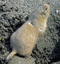 Prairie dog 9 Royalty Free Stock Photo