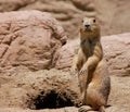 Prairie dog Royalty Free Stock Photo