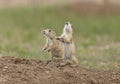 Prairie dog alarm call