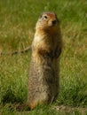 Prairie dog Royalty Free Stock Photo