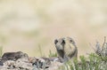 Prairie Dog Bugged By Bugs