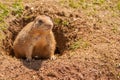 Prairie Dog at burrow Royalty Free Stock Photo