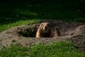 Prairie dog at a burrow entrance Royalty Free Stock Photo