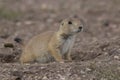 Prairie dog at burrow with erect tail