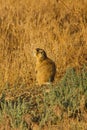 Prairie Dog Camoflauge