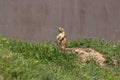 Prairie Dog of the Sand hills of Nebraska