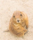 Prairie dog checking out us
