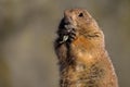 Prairie dog chews on a green leaf that he holds with his front p