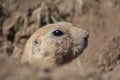 Prairie dog close-up portrait Royalty Free Stock Photo