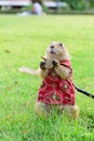 Prairie dog in cloth standing on grass