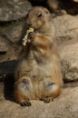 Prairie Dogs with food. Royalty Free Stock Photo