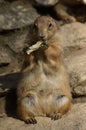 Prairie Dogs with food.
