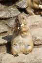 Prairie Dogs with food.