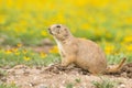 Prairie dog in colorful field