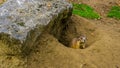 Prairie dog coming out of his hole, animal home, tropical rodent from America