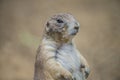 Prairie dog, cynomys, close-up