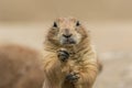 Prairie dog with one hand above other looking straight Royalty Free Stock Photo