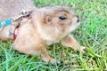 Prairie dog Cynomys ludovicianus portrait of a cute pet