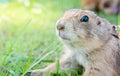 Prairie dog Cynomys ludovicianus portrait of a cute pet, selec Royalty Free Stock Photo