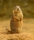 Prairie dog Cynomys ludovicianus on the watch looking grumpy