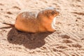 Prairie dog Cynomys sitting in the sun Royalty Free Stock Photo