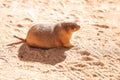 Prairie dog Cynomys sitting in the sun Royalty Free Stock Photo