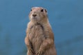 Prairie Dog standing against muted blue background