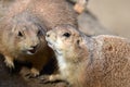 Prairie dog Royalty Free Stock Photo