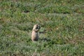 Prairie dog eating, Badlands National Park, South Dakota, USA Royalty Free Stock Photo