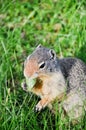 A prairie dog eating, Banff National Park Royalty Free Stock Photo