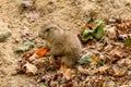 Prairie dog eating a carrot Royalty Free Stock Photo