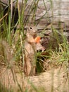 Prairie dog eating carrot Royalty Free Stock Photo