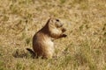 Prairie Dog eating grass Royalty Free Stock Photo