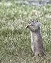 Prairie dog eating a potato chip