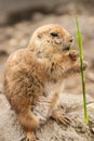 Prairie dog eating twig Royalty Free Stock Photo