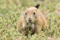 Prairie dog eating young grain blossoms Royalty Free Stock Photo