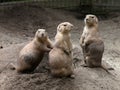 Prairie dog family Royalty Free Stock Photo