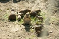 Prairie dog family genus Cynomys eat grass. Royalty Free Stock Photo