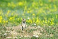 Prairie Dog Flowers Royalty Free Stock Photo