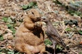 Prairie dog and friend Royalty Free Stock Photo