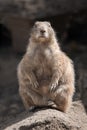 Prairie dog Royalty Free Stock Photo