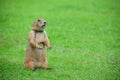 Prairie Dog Royalty Free Stock Photo