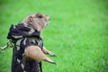 Prairie Dog Royalty Free Stock Photo