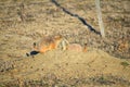 Prairie Dog genus Cynomys ludovicianus Black-Tailed in the wild, herbivorous burrowing rodent, in the shortgrass prairie ecosyst