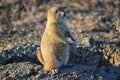 Prairie Dog genus Cynomys ludovicianus Black-Tailed in the wild, herbivorous burrowing rodent, in the shortgrass prairie ecosyst